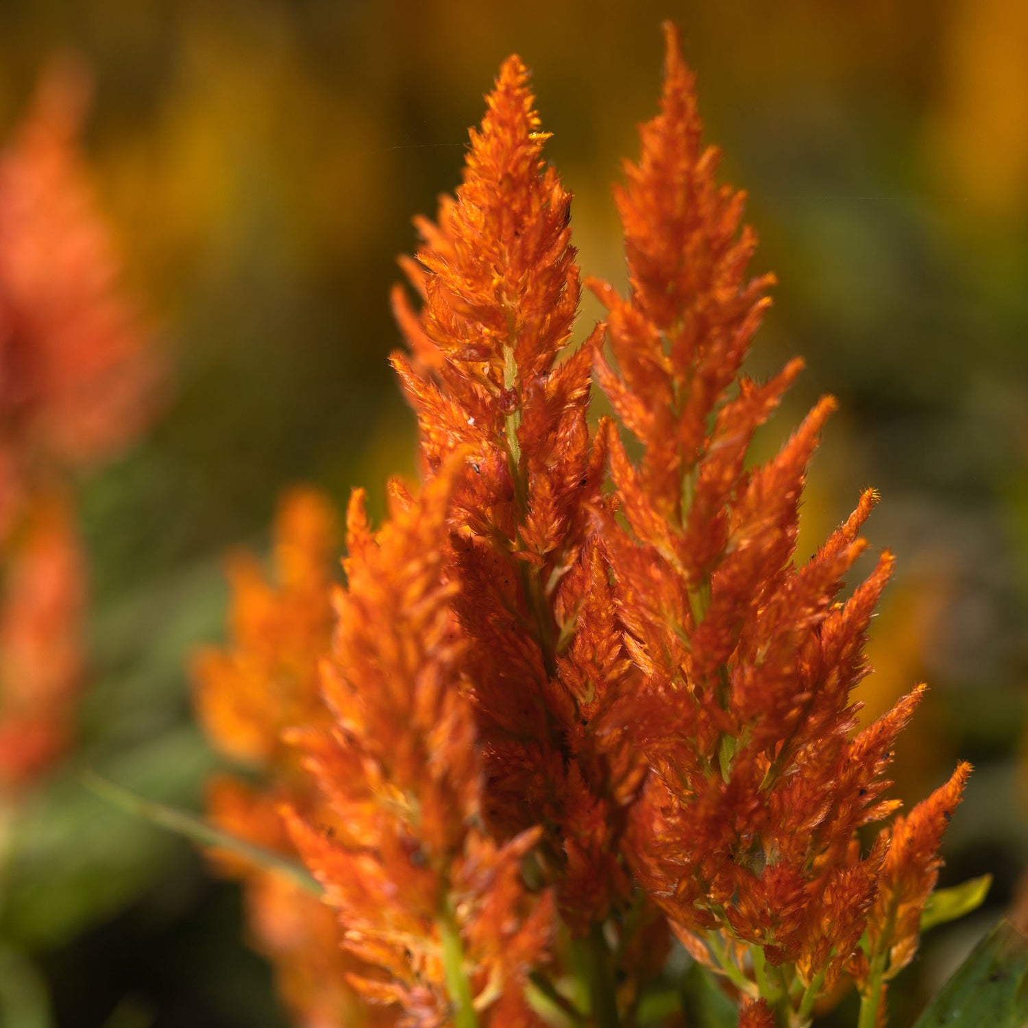 Celosia Orange Vibrant Bloom Flower Seeds