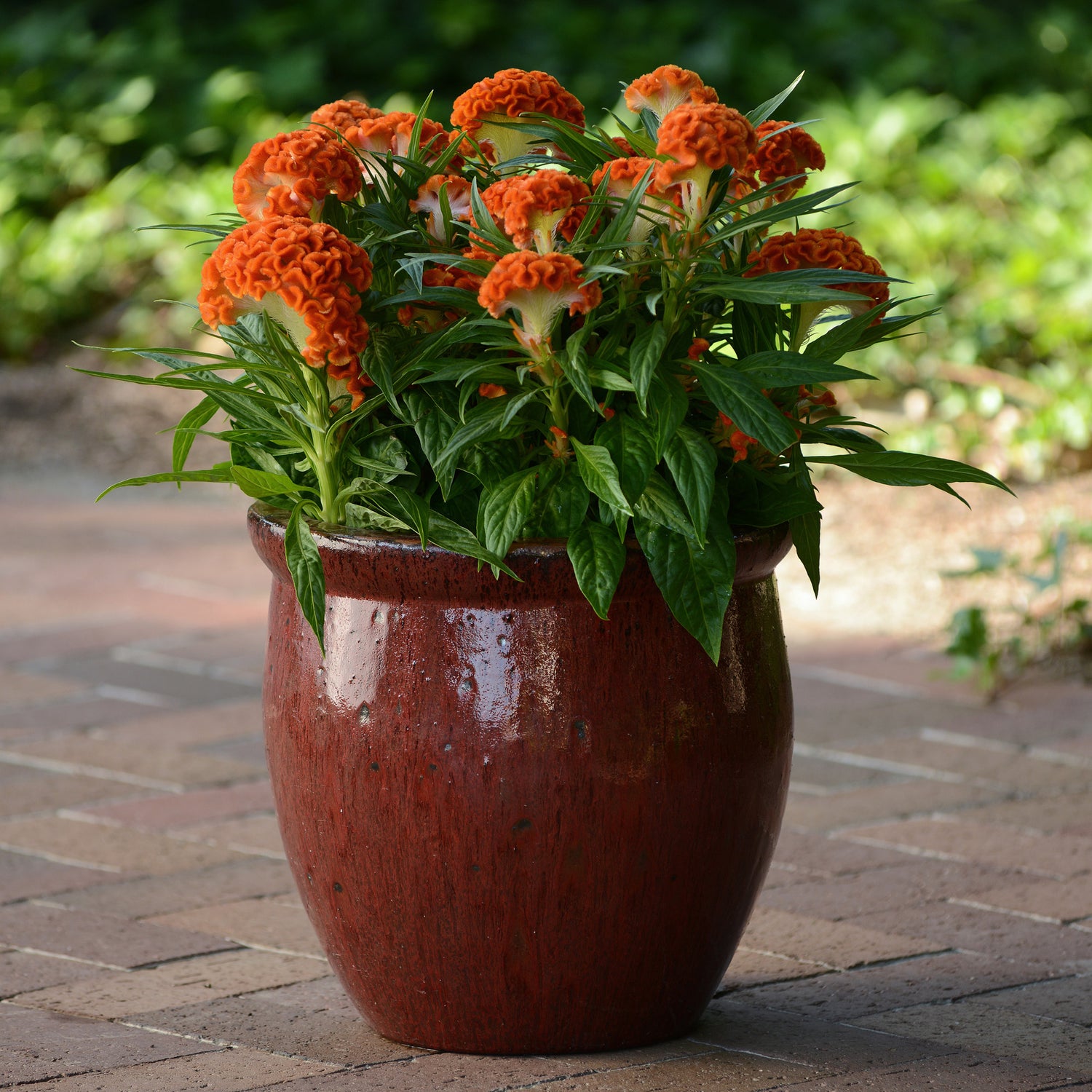 Cockscomb Orange Vibrant Crested Flower Seeds