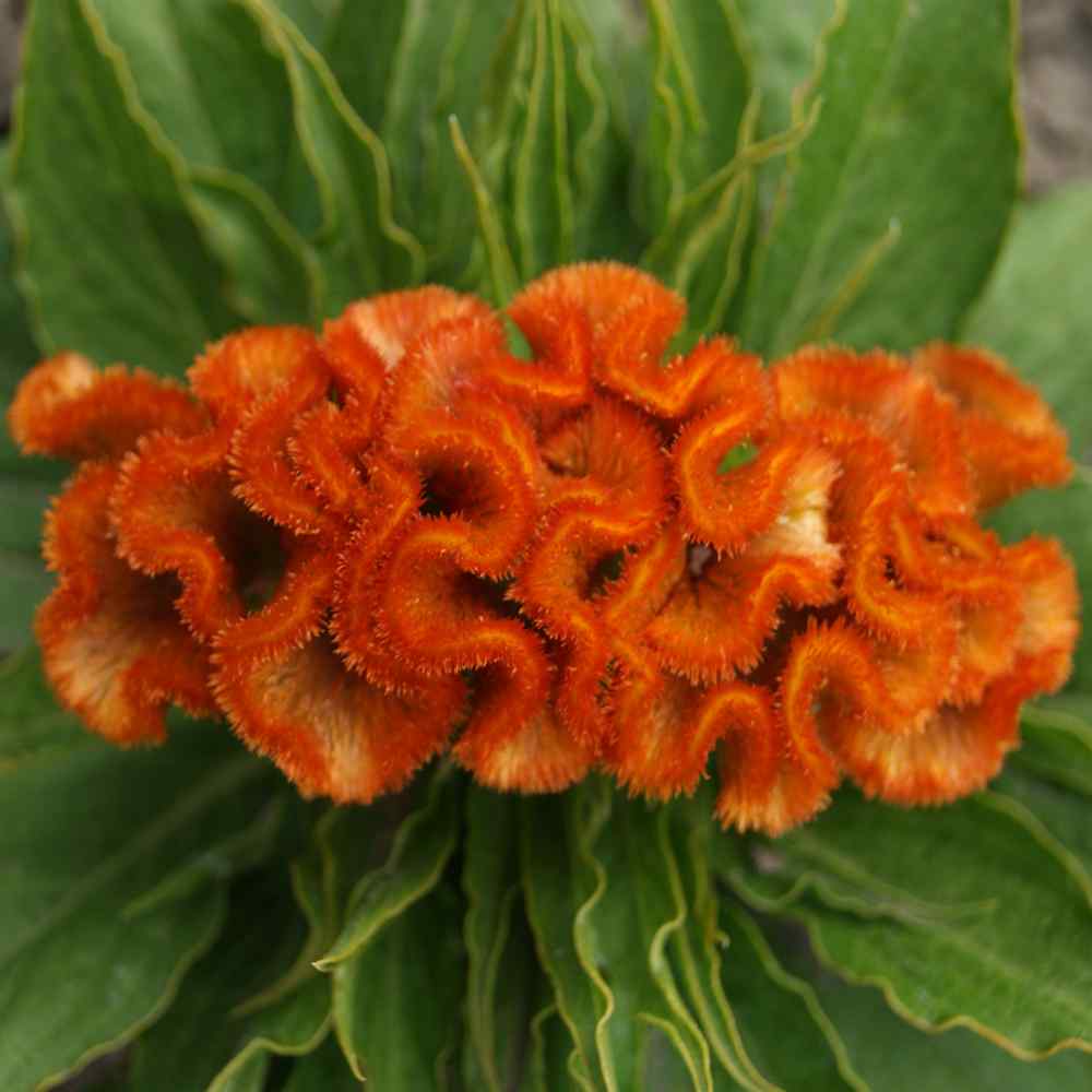 Cockscomb Orange Vibrant Crested Flower Seeds