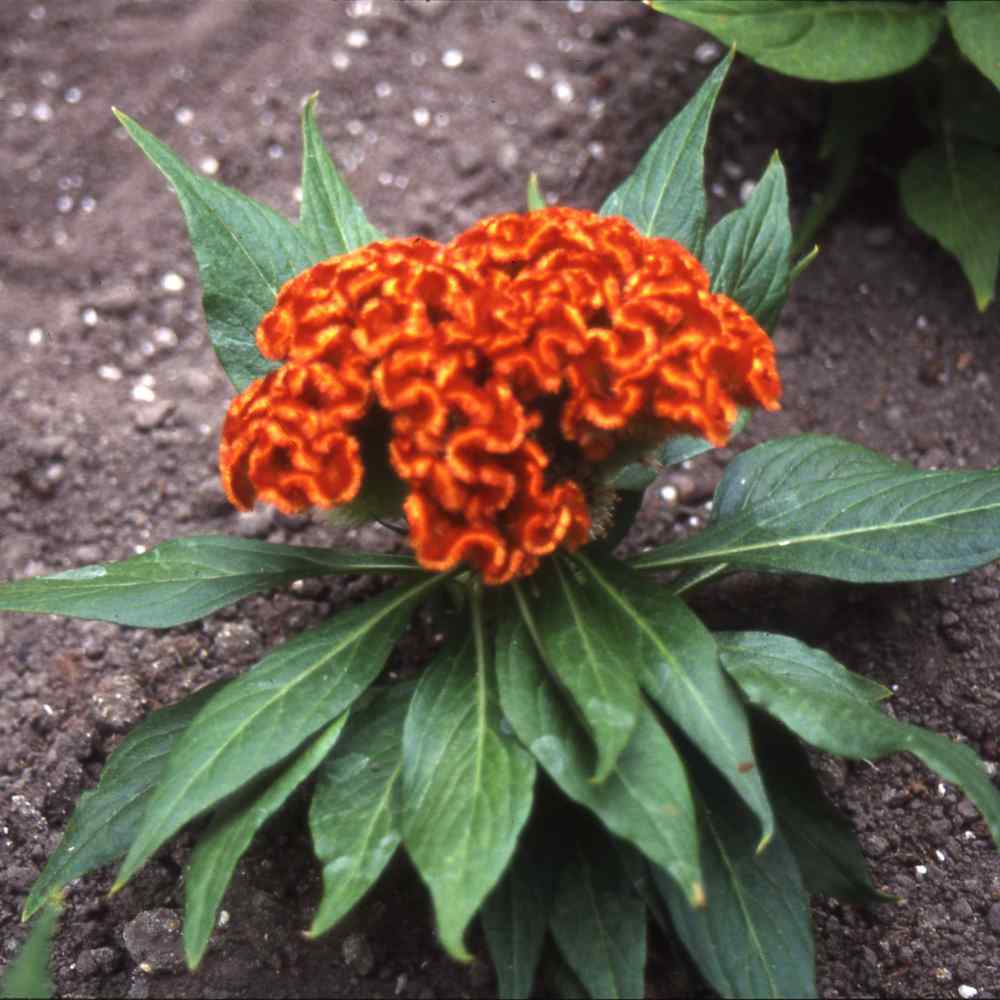 Cockscomb Orange Vibrant Crested Flower Seeds