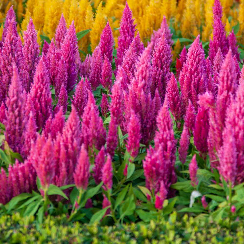 Celosia Pink Soft Petal Flower Seeds