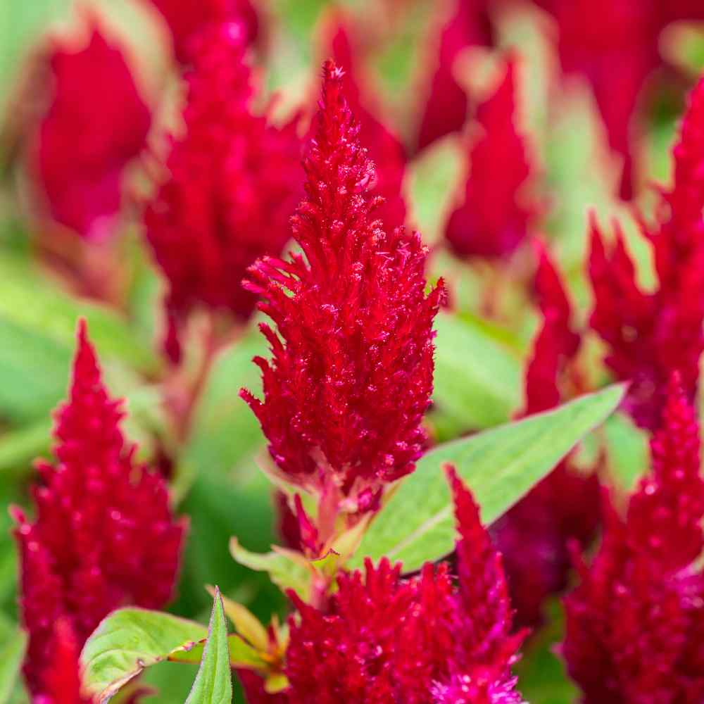 Celosia Scarlet Bright Red Flower Seeds