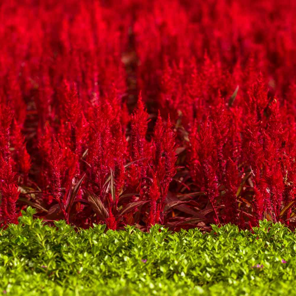 Celosia Scarlet Bright Red Flower Seeds