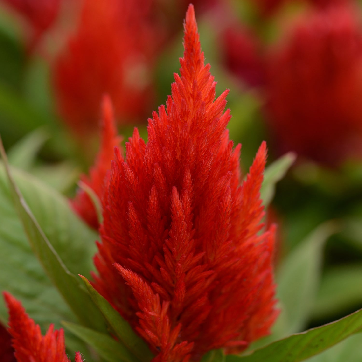 Celosia Scarlet Bright Red Flower Seeds