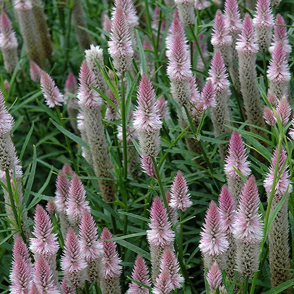 Celosia Spicata Plume Bloom Flower Seeds