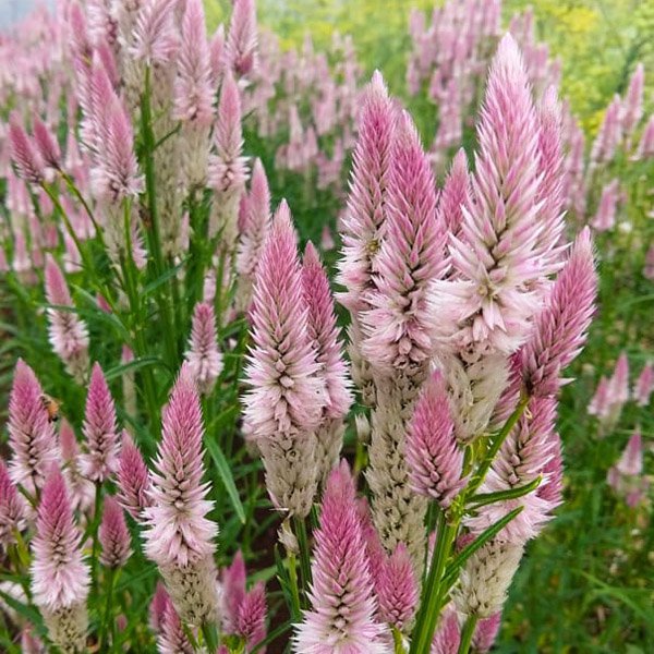 Celosia Spicata Plume Bloom Flower Seeds