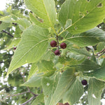 Celtis laevigata seeds closeup for tree growing