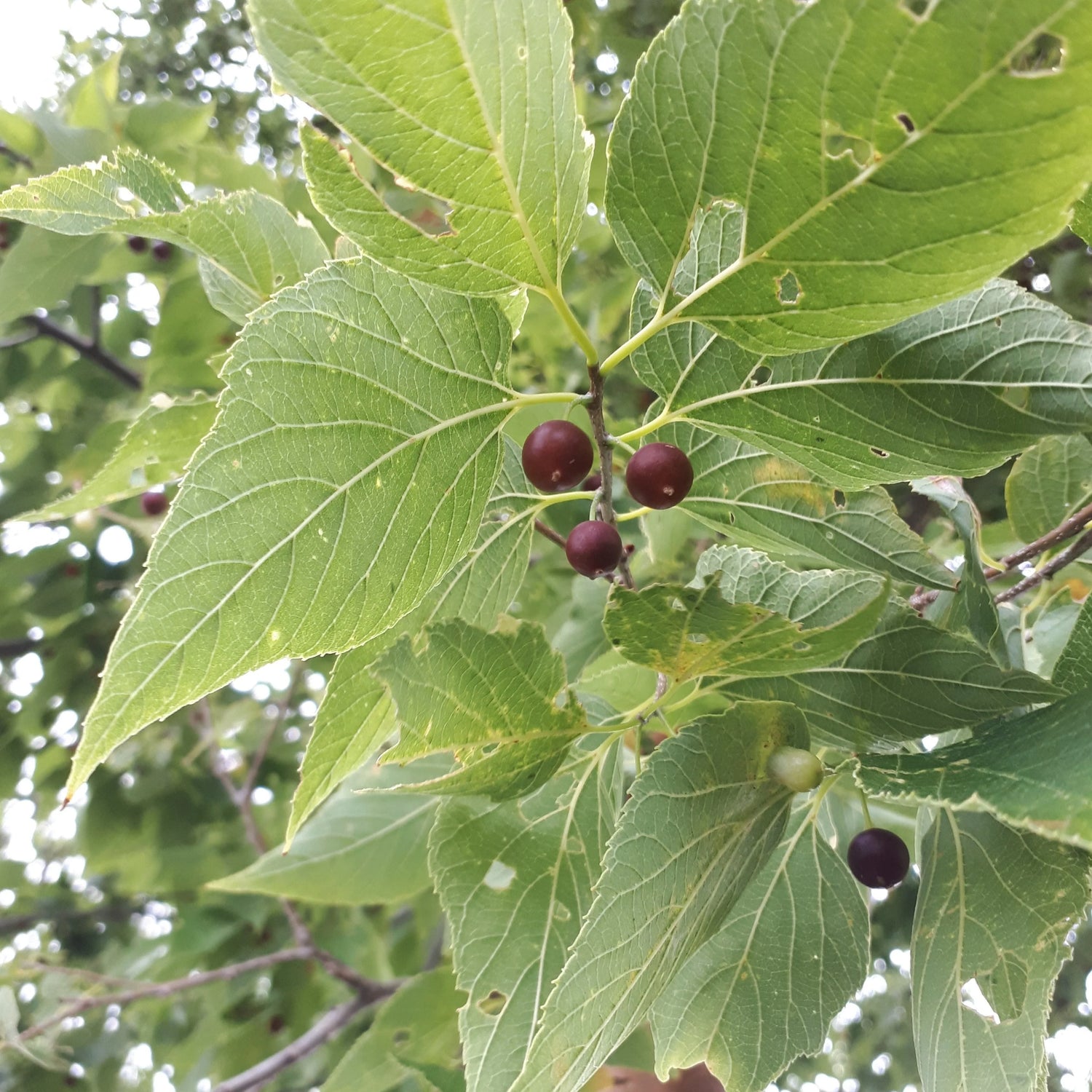 Celtis laevigata seeds closeup for tree growing