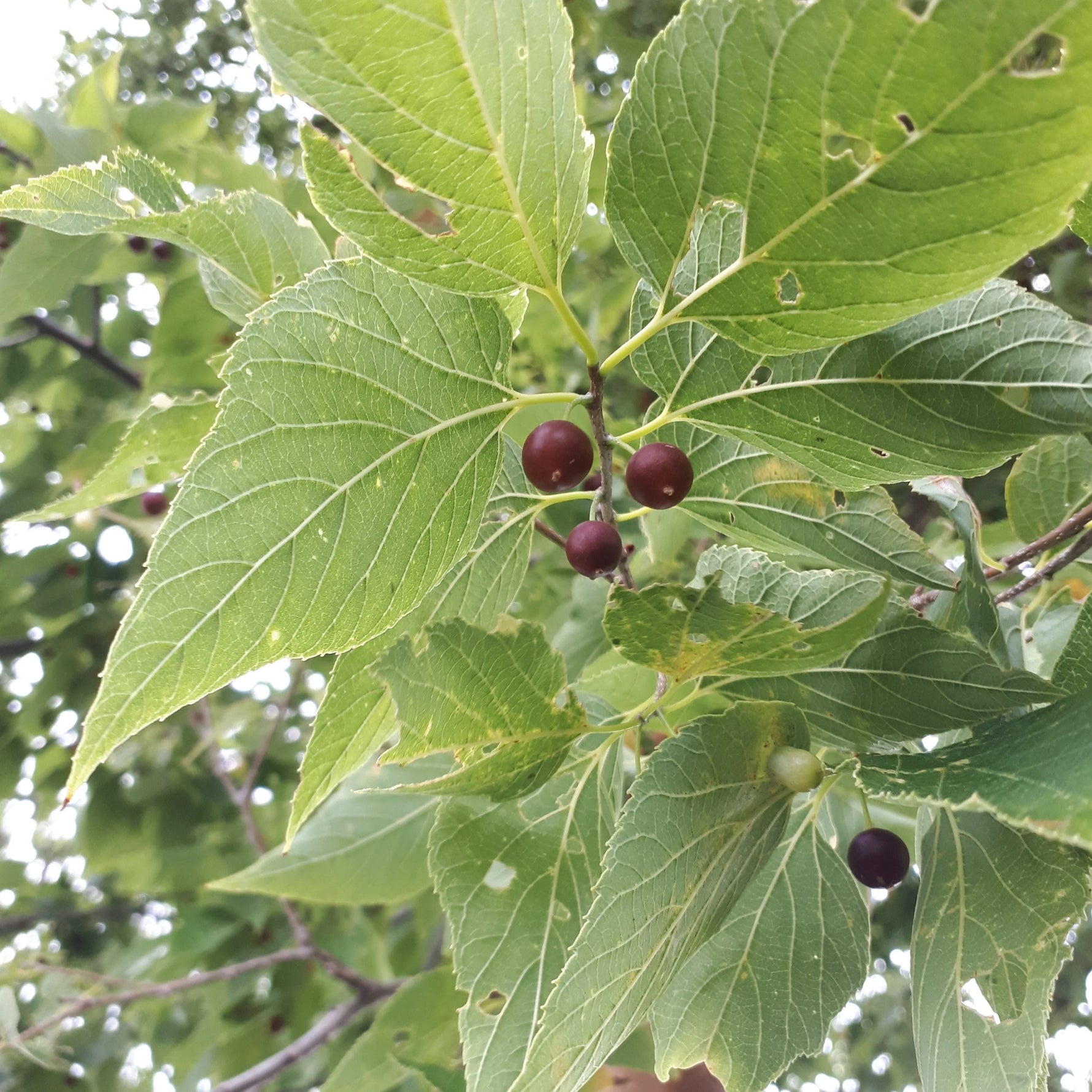 Celtis laevigata seeds closeup for tree growing
