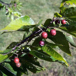 Celtis laevigata tree seeds for planting and landscaping