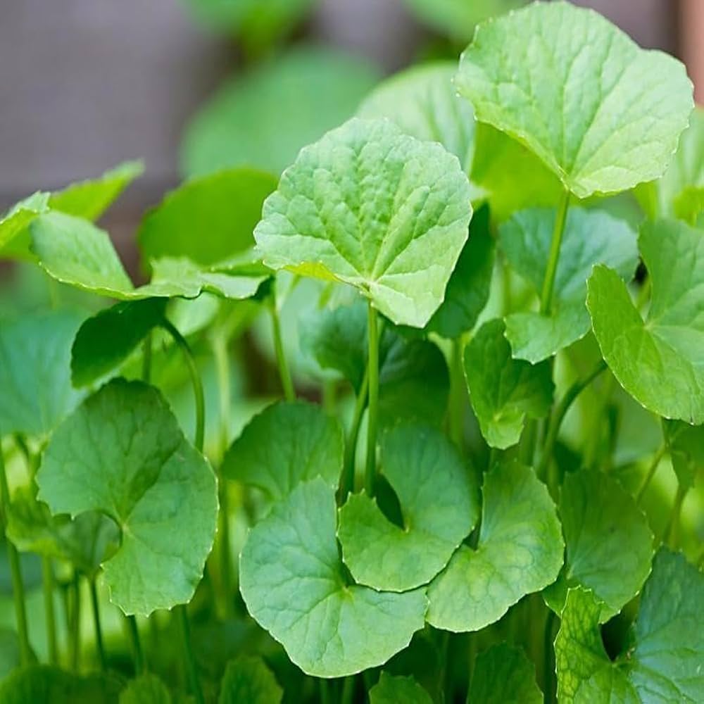 Centella Asiatica seeds Gotu Kola herb for planting