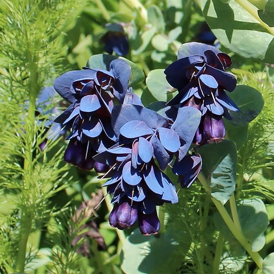 Cerinthe Blue Pride Shrimp Plant seeds – Gibraltar garden flower - Dharaseeds