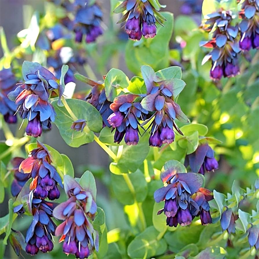 Cerinthe Blue Pride Shrimp Plant seeds – Gibraltar garden flower - Dharaseeds