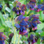 Cerinthe Blue Pride Shrimp Plant seeds – Gibraltar garden flower - Dharaseeds