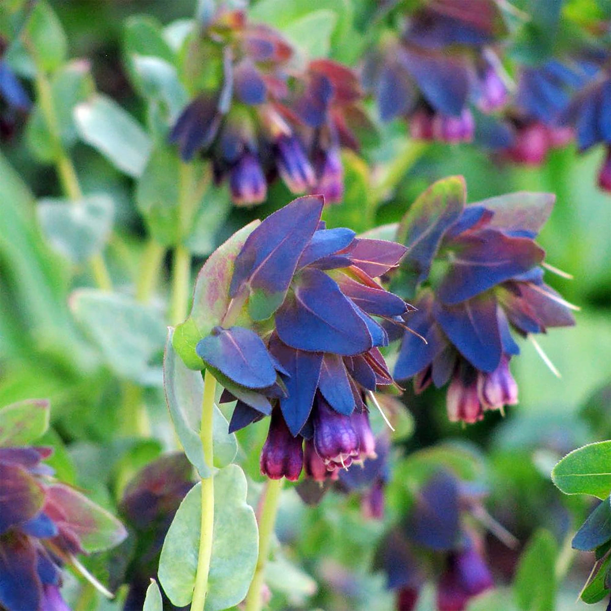 Cerinthe Blue Pride Shrimp Plant seeds – Gibraltar garden flower - Dharaseeds
