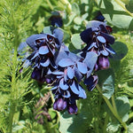 Cerinthe Blue Pride Shrimp Plant seeds – Gibraltar garden flower - Dharaseeds