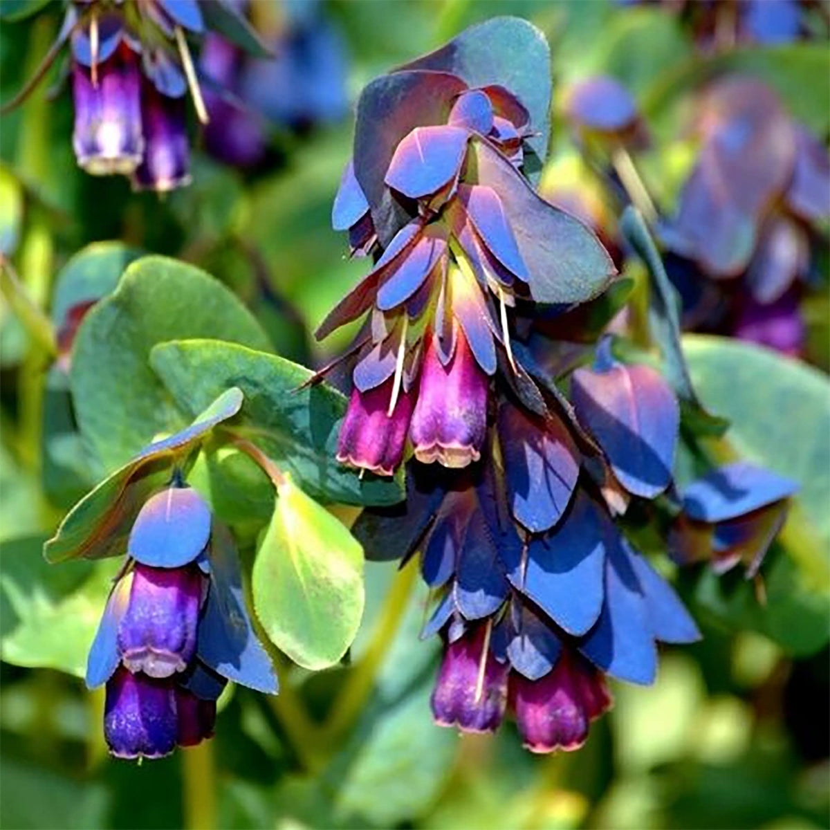 Cerinthe Blue Shrimp seeds – striking honeywort flowers attract pollinators - Dharaseeds