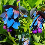 Cerinthe Blue Shrimp seeds – striking honeywort flowers attract pollinators - Dharaseeds