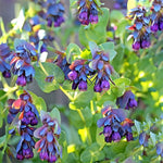 Cerinthe Blue Shrimp seeds – striking honeywort flowers attract pollinators - Dharaseeds