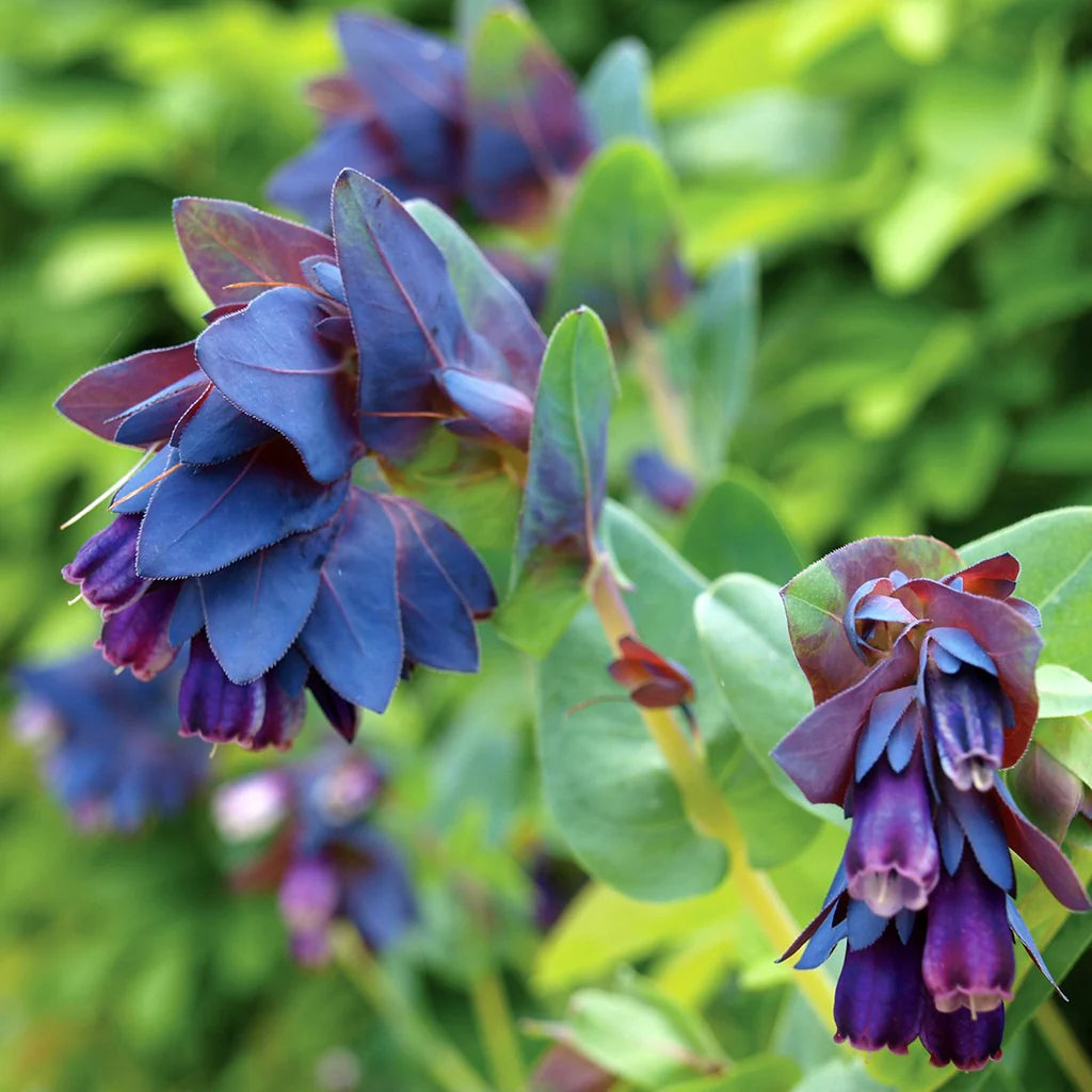 Honeywort Seeds - Purple