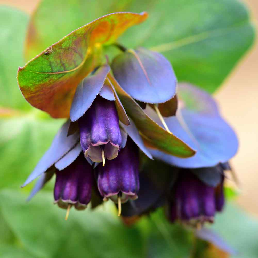 Cerinthe Major Honeywort Flower Seeds