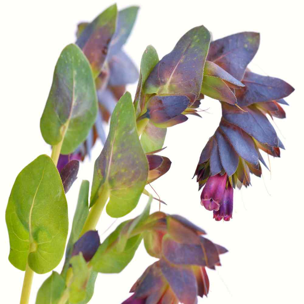 Cerinthe Major Honeywort Flower Seeds