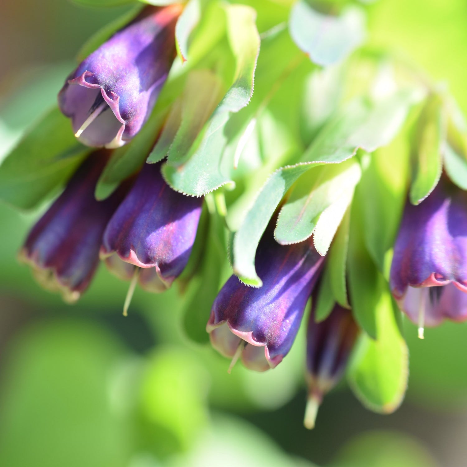 Cerinthe Major Honeywort Flower Seeds