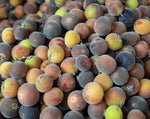 Ceylon gooseberry seeds high germination organic variety