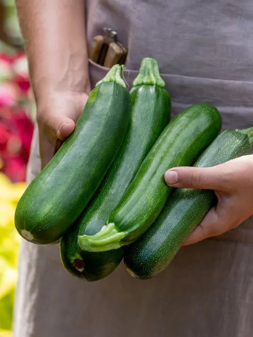 Squash (Summer) Seeds - Fordhook Zucchini