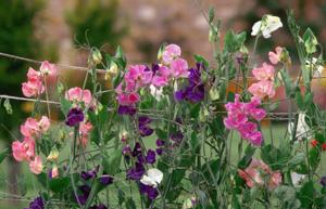 high-germination-non-gmo-lathyrus-vine-seeds

