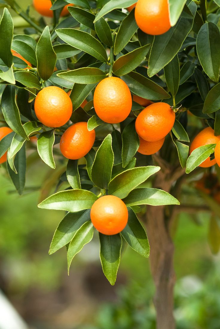 Cumquat (Fortunella spp.)