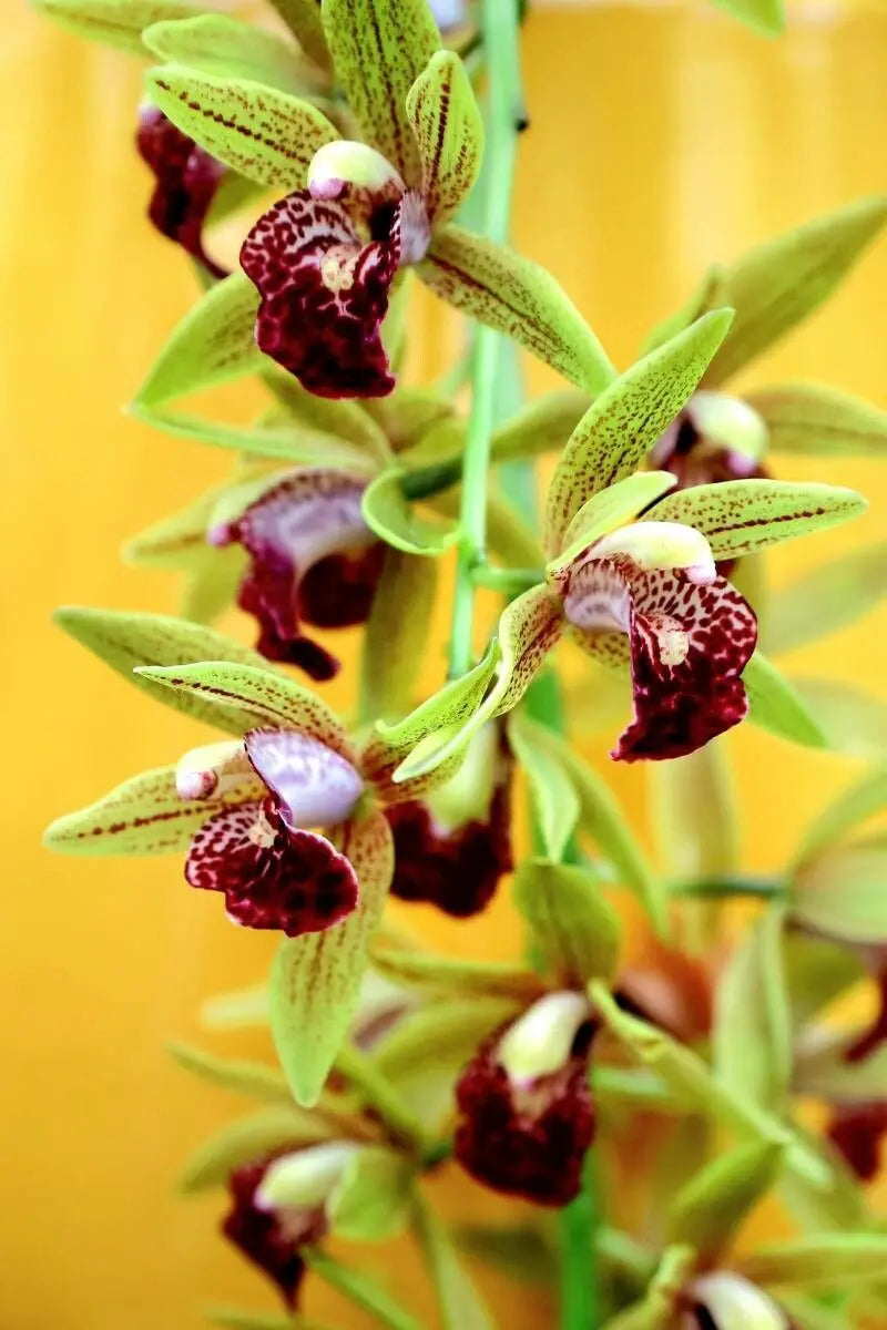Cymbidium Faberi Nero Unico Orchid Flower Plant Seeds