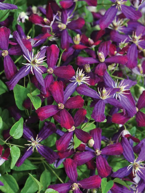 Sweet Summer Love Clematis Seeds