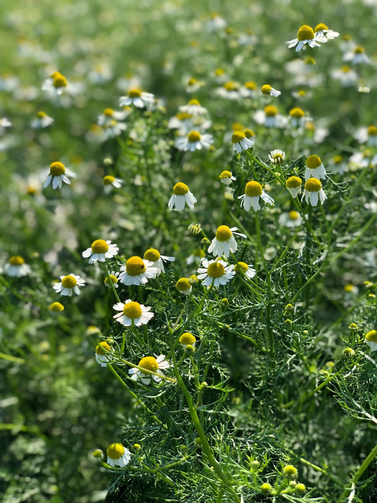 Chamomile Seeds (Organic) - German