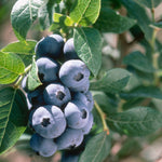 Non GMO Chandler Blueberry plant seeds for planting