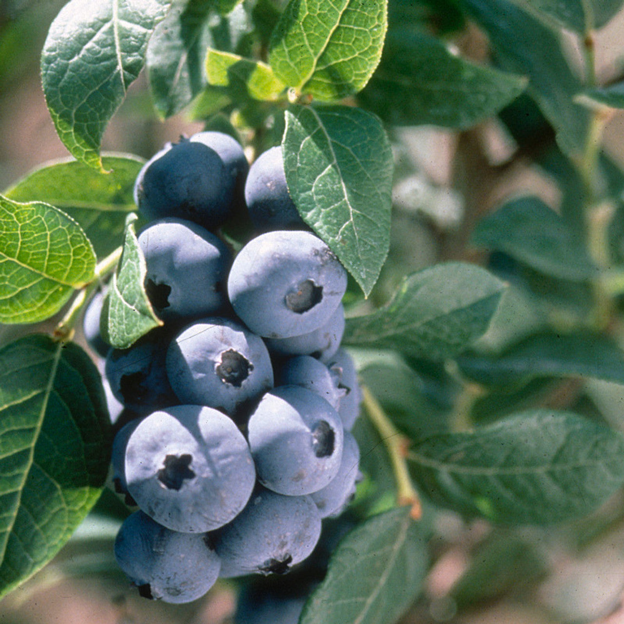 Non GMO Chandler Blueberry plant seeds for planting