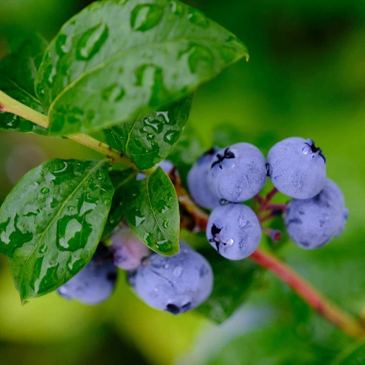 Chandler Blueberry seeds for edible landscape gardening