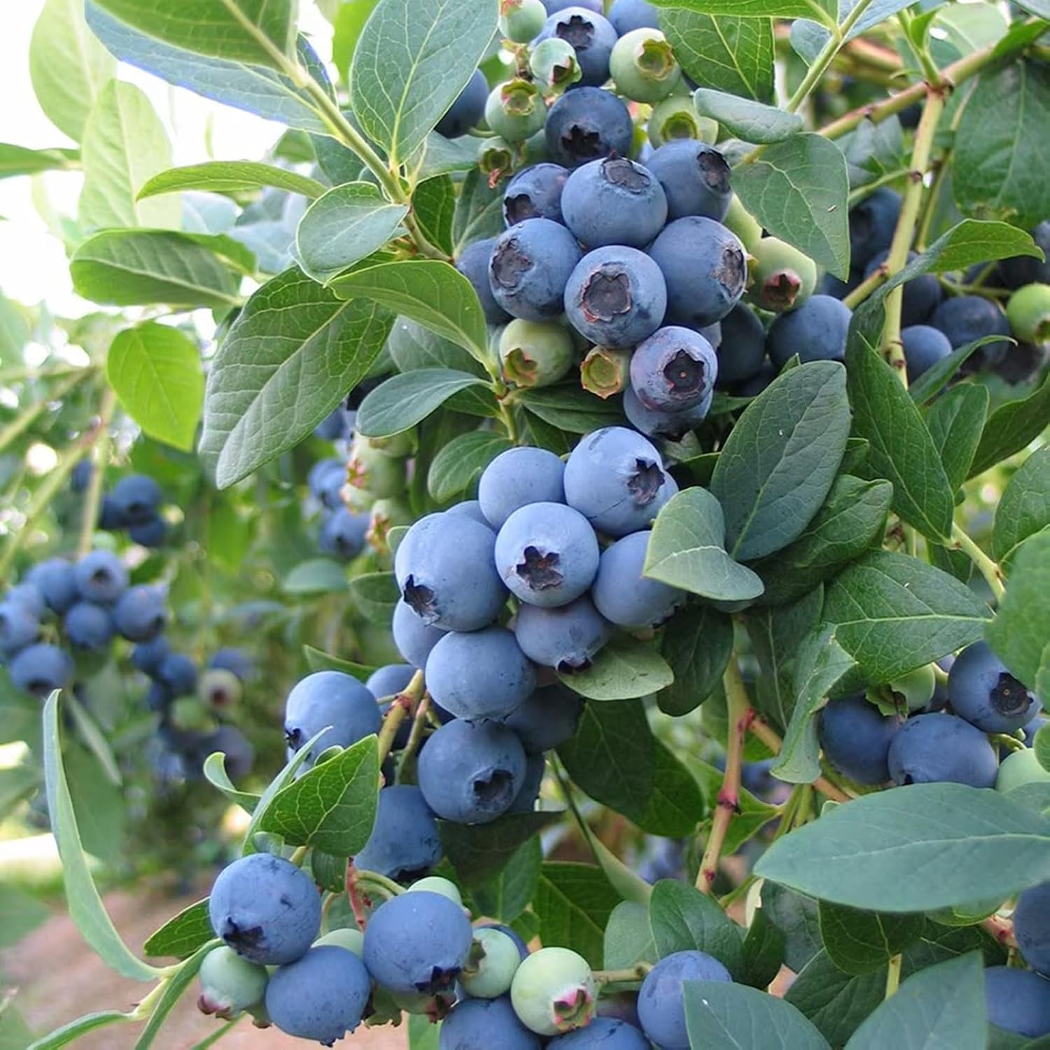 Chandler Blueberry seeds Vaccinium corymbosum for home garden planting