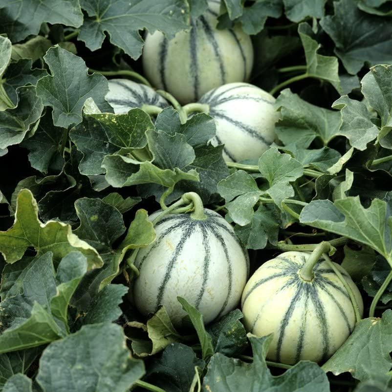 Charentais melon seed germination early sprout stage
