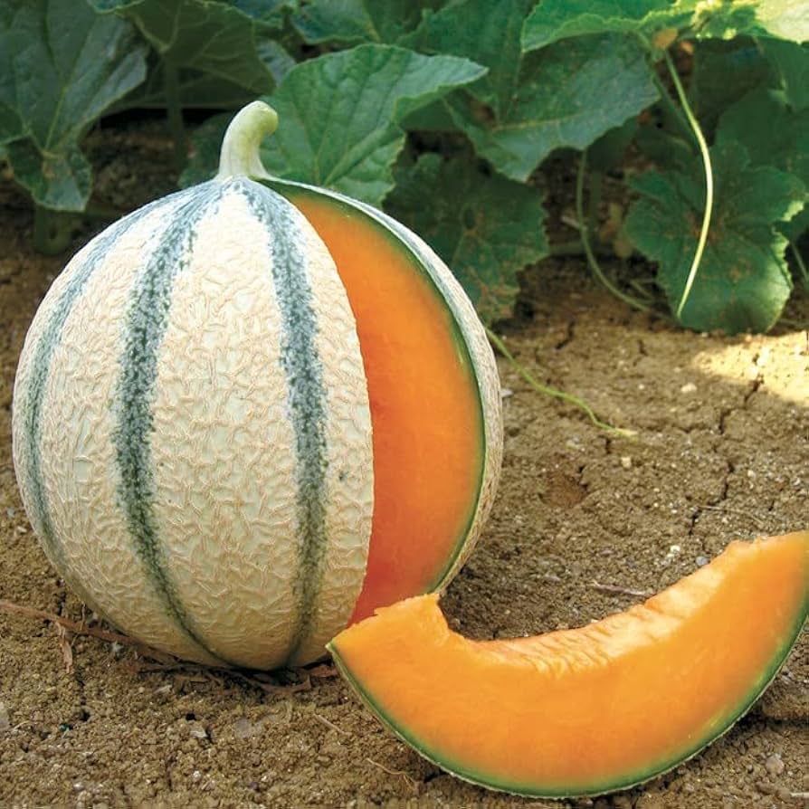 Charentais melon seeds plant growing in sunlight