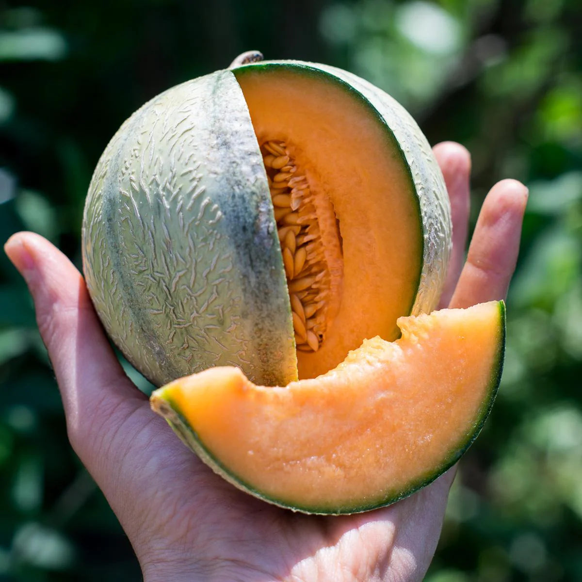 High germination Charentais melon seeds non GMO