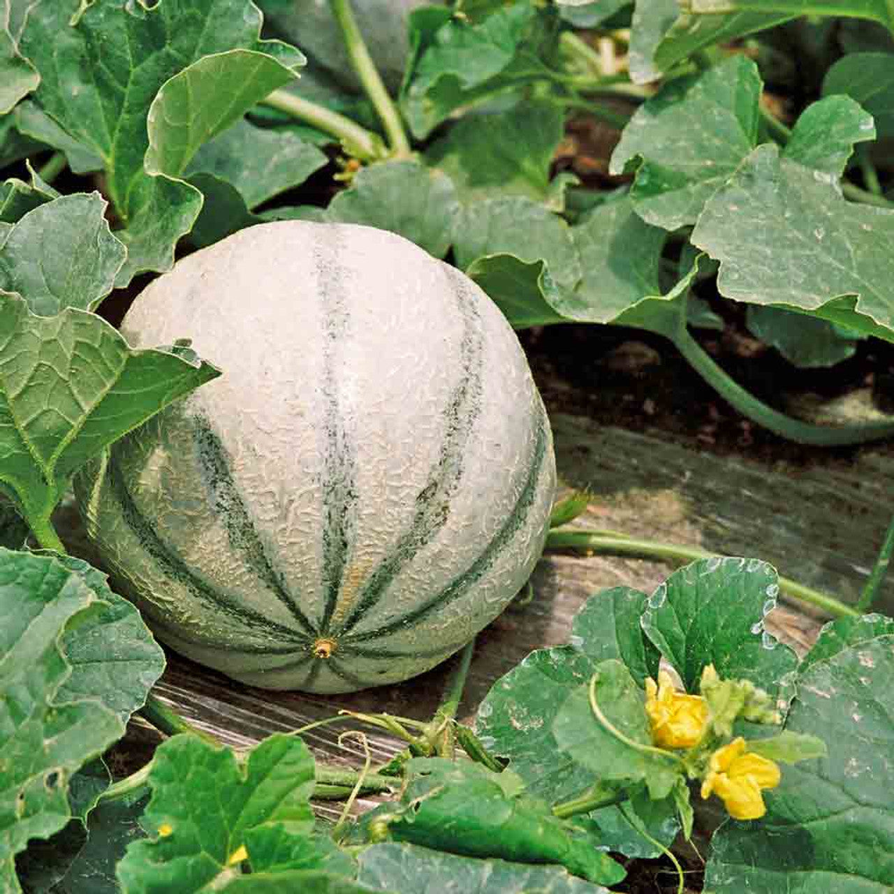 Organic garden Charentais melon seeds warm season crop