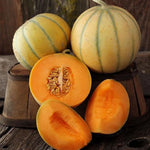 Charentais melon seeds heirloom non GMO for planting