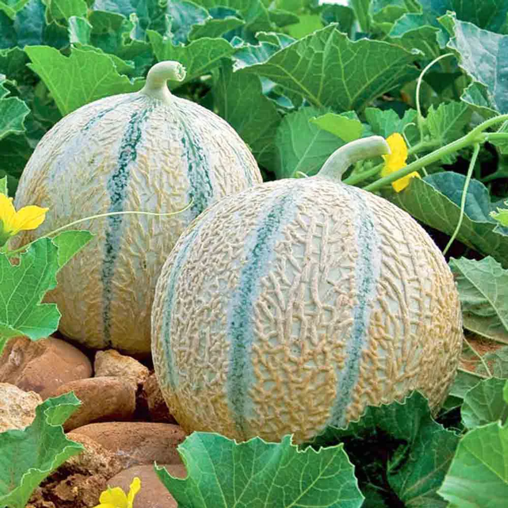 Charentais melon vines growing in warm-season garden