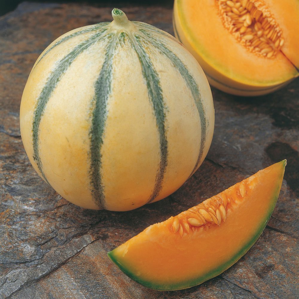 Charentais melon seeds for organic home garden planting