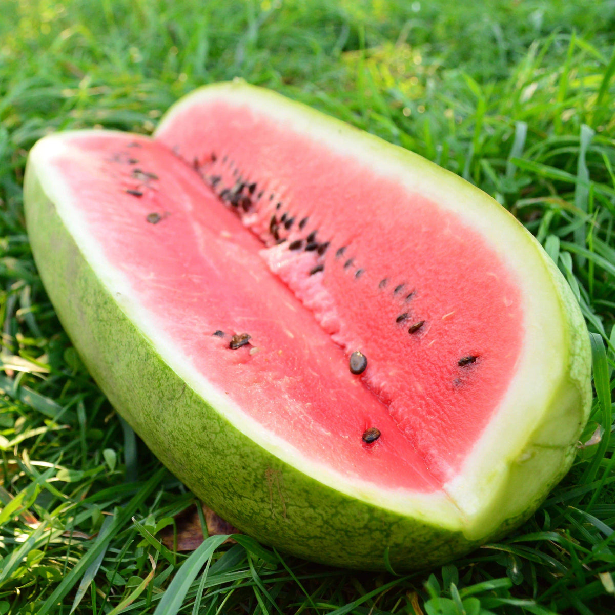 Charleston Gray Watermelon Seeds FLORIDA GROWN RARE – Heirloom, Non-GMO, High Germination Organic Garden Seeds