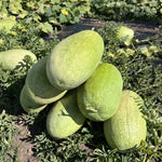 Charleston Gray watermelon seeds flowering stage before fruit
