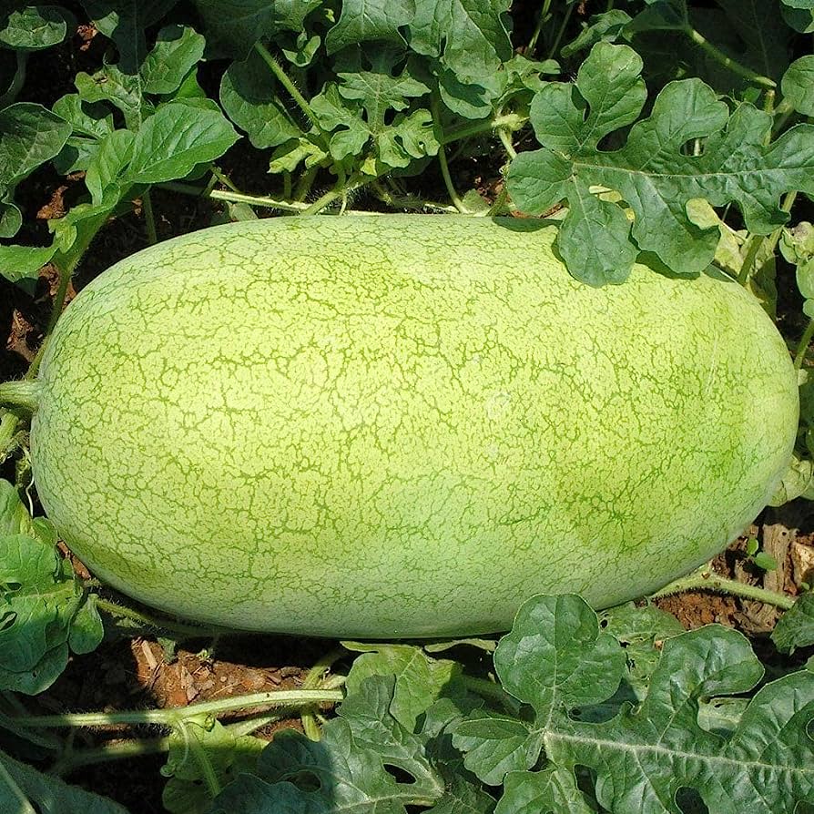 Charleston Gray watermelon seeds germination stage planting in soil