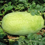 Charleston Gray watermelon seeds germination stage planting in soil