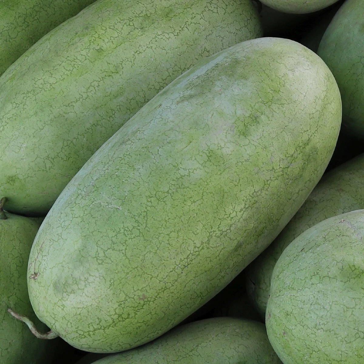Charleston Gray watermelon seeds non GMO heirloom summer garden variety